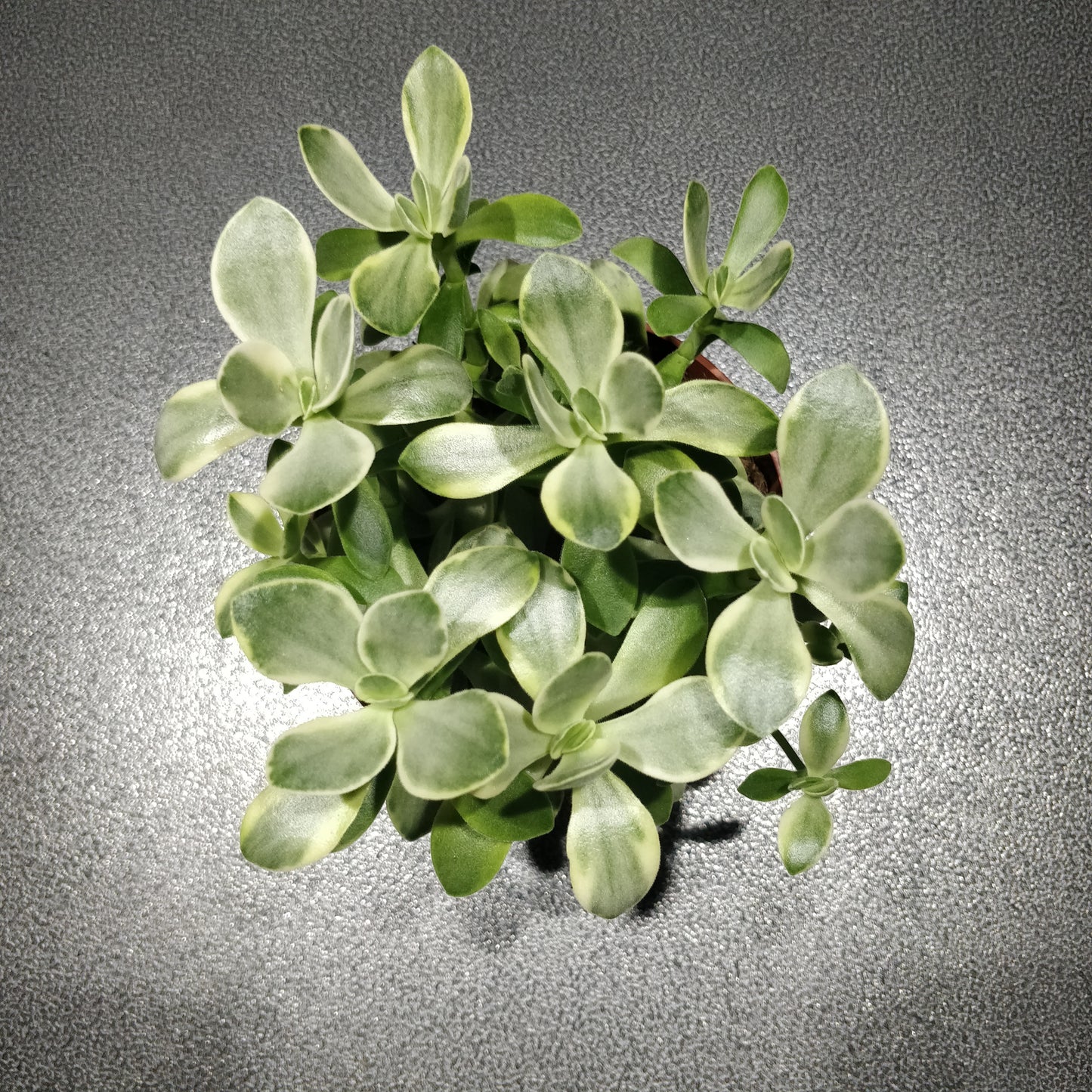 Variegated Dwarf Jade Plant - Crassula Mini Jade Variegated