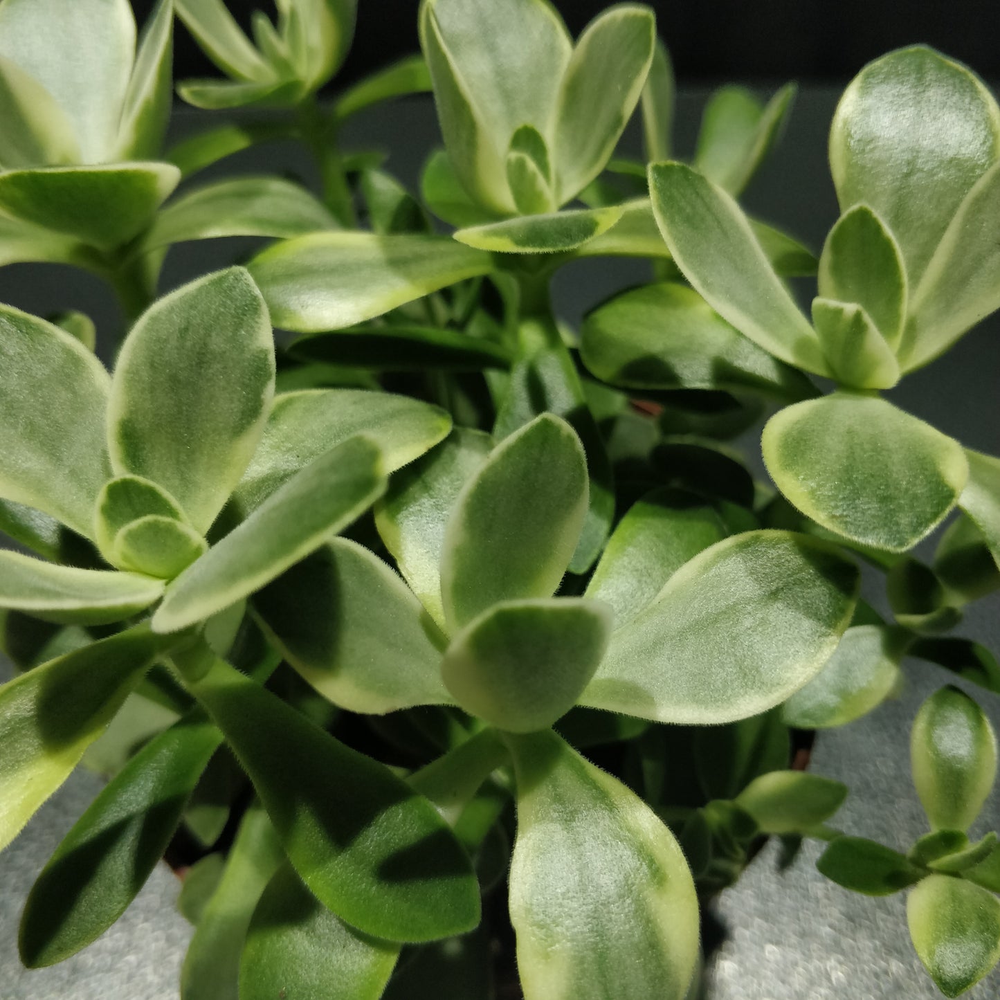 Variegated Dwarf Jade Plant - Crassula Mini Jade Variegated