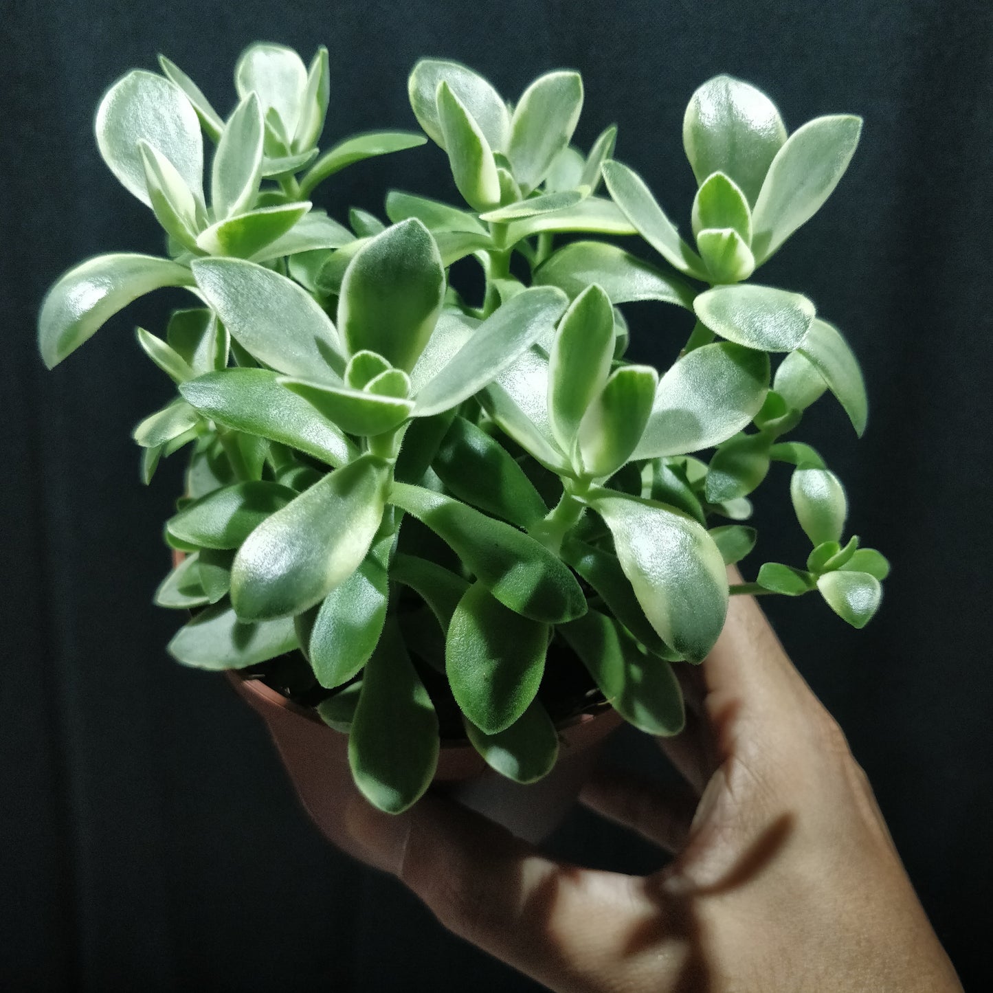 Variegated Dwarf Jade Plant - Crassula Mini Jade Variegated