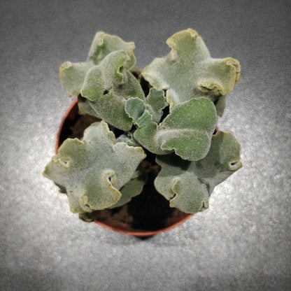 Crinkle-Leaf Plant - Adromischus Cristatus