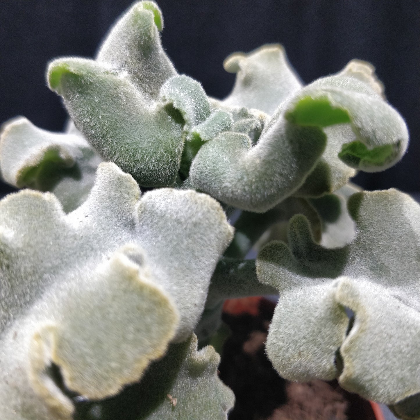 Crinkle-Leaf Plant - Adromischus Cristatus