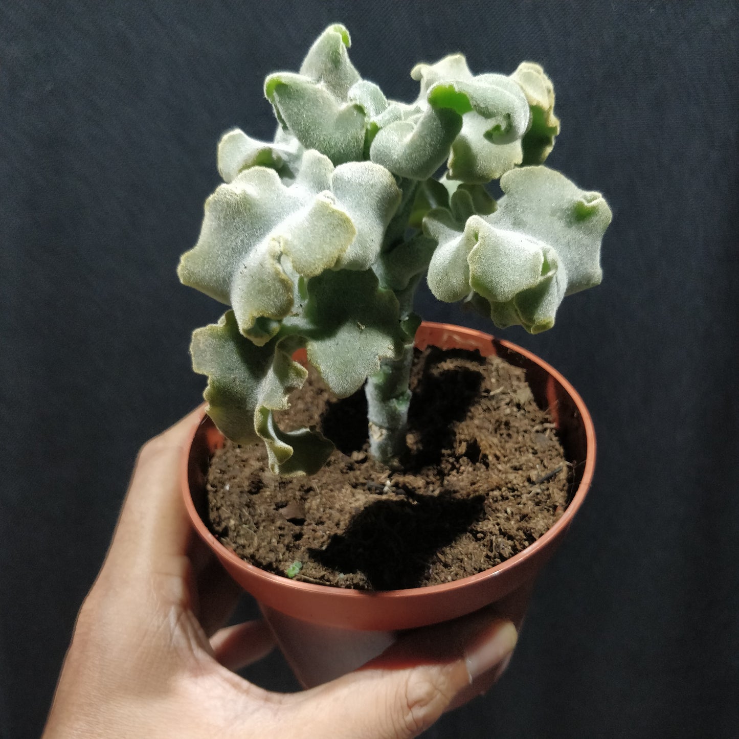 Crinkle-Leaf Plant - Adromischus Cristatus