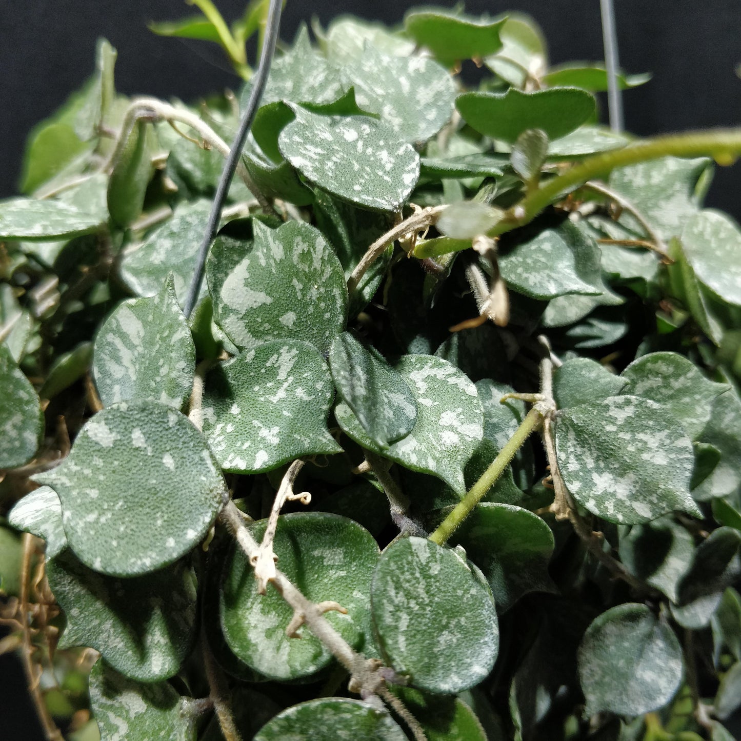 Hoya Curtisii