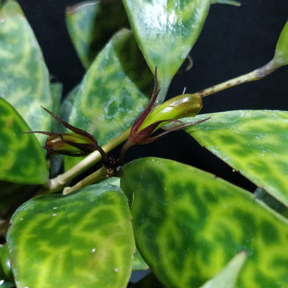 Black Pagoda Lipstick Plant - Aeschynanthus Longicaulis