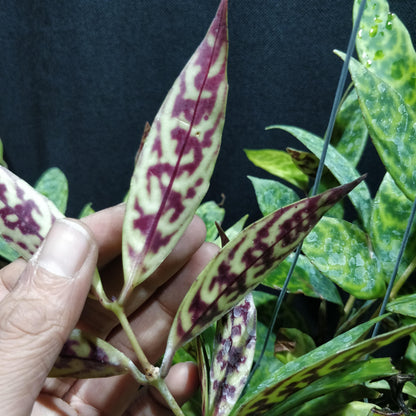 Black Pagoda Lipstick Plant - Aeschynanthus Longicaulis