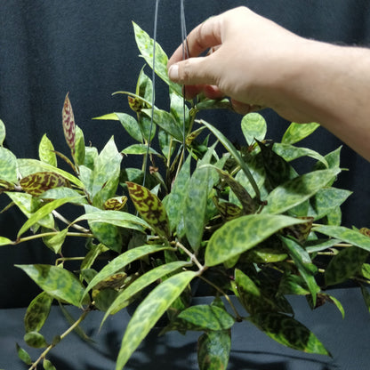 Black Pagoda Lipstick Plant - Aeschynanthus Longicaulis