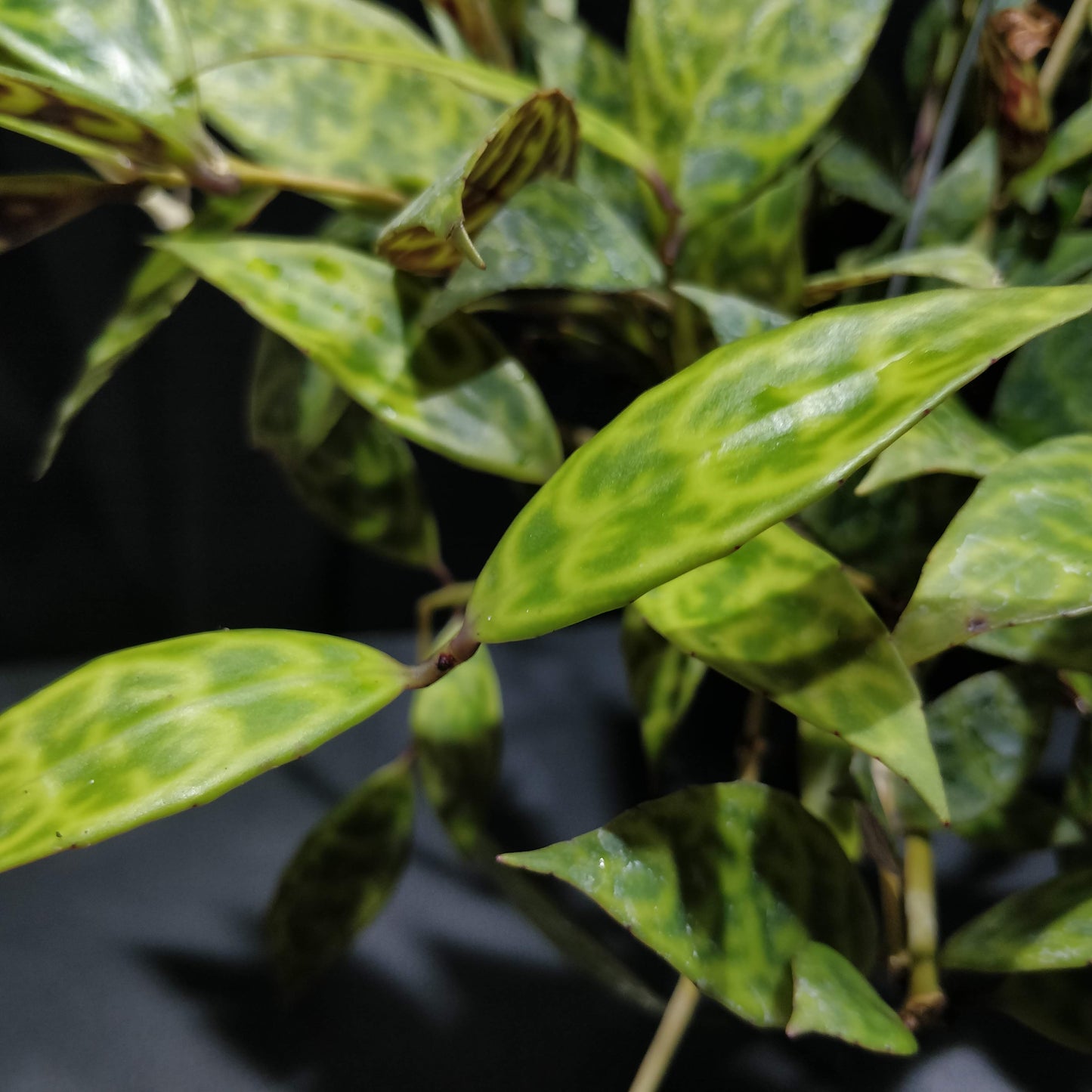 Black Pagoda Lipstick Plant - Aeschynanthus Longicaulis