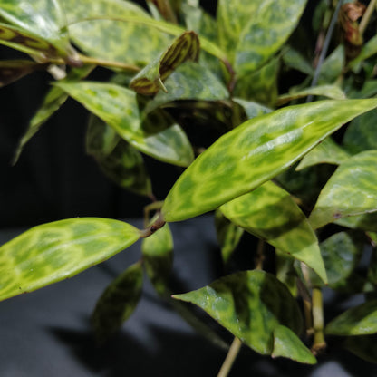 Black Pagoda Lipstick Plant - Aeschynanthus Longicaulis