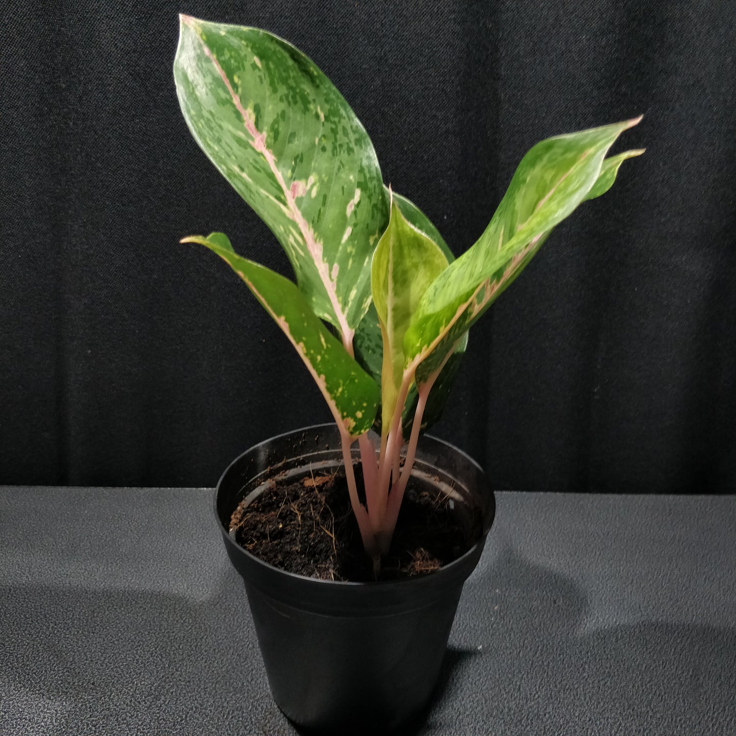 Aglaonema Lady Valentine