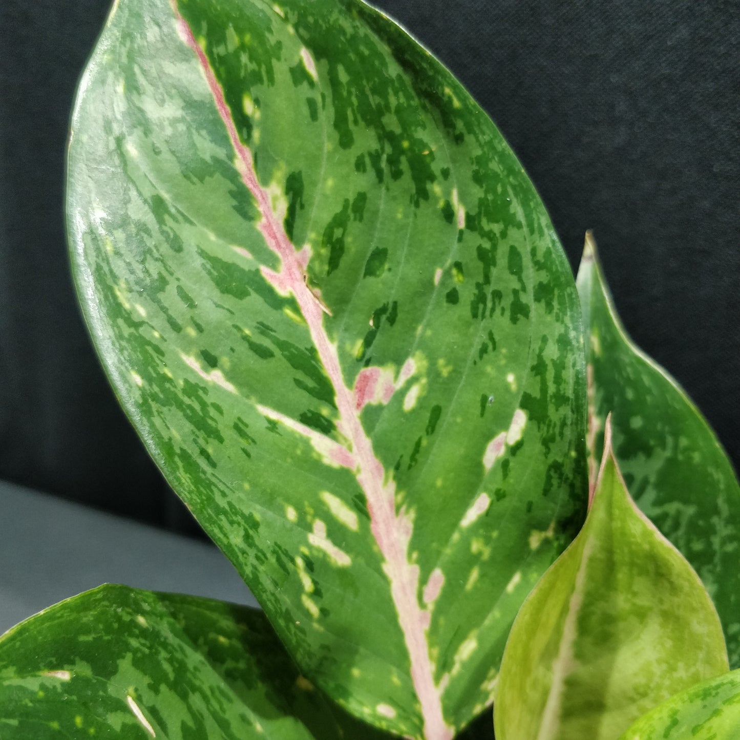 Aglaonema Lady Valentine