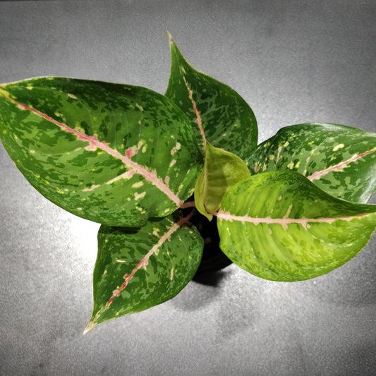 Aglaonema Lady Valentine