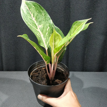 Aglaonema Lady Valentine