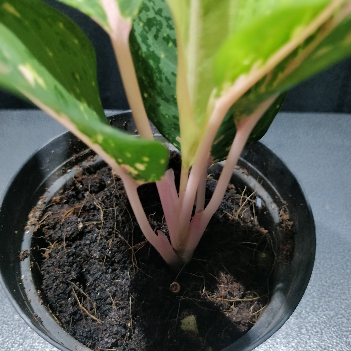 Aglaonema Lady Valentine