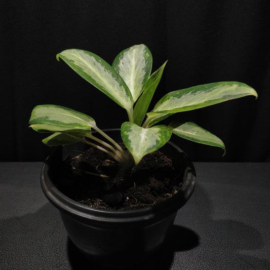 Aglaonema Silver Bay