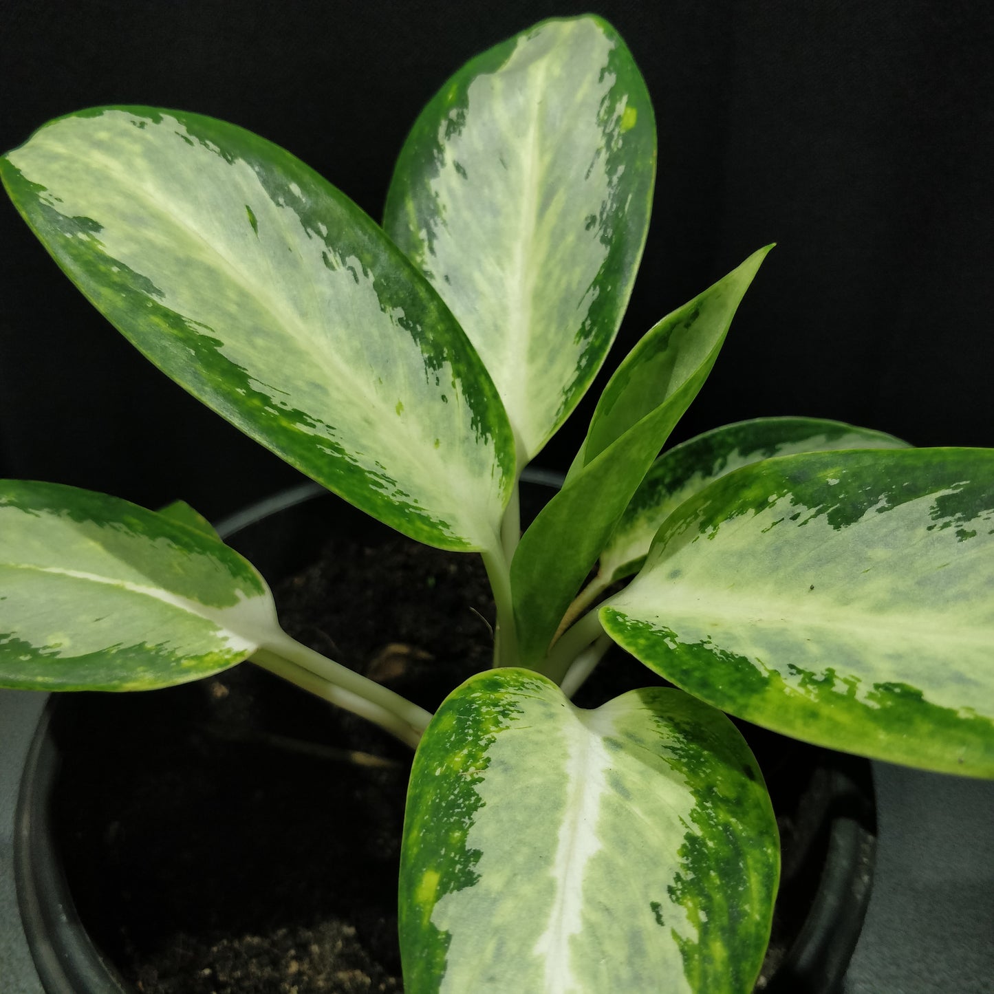 Aglaonema Silver Bay