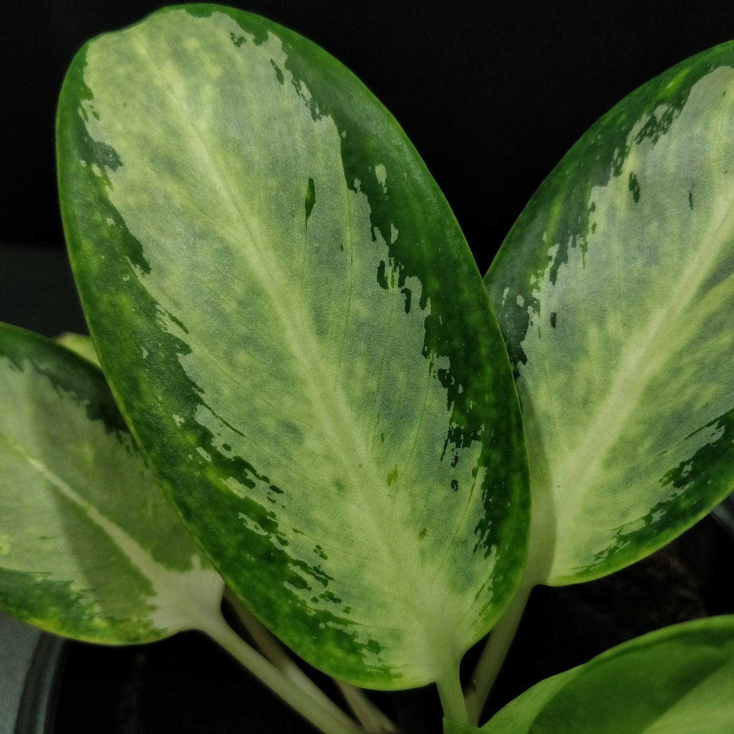 Aglaonema Silver Bay