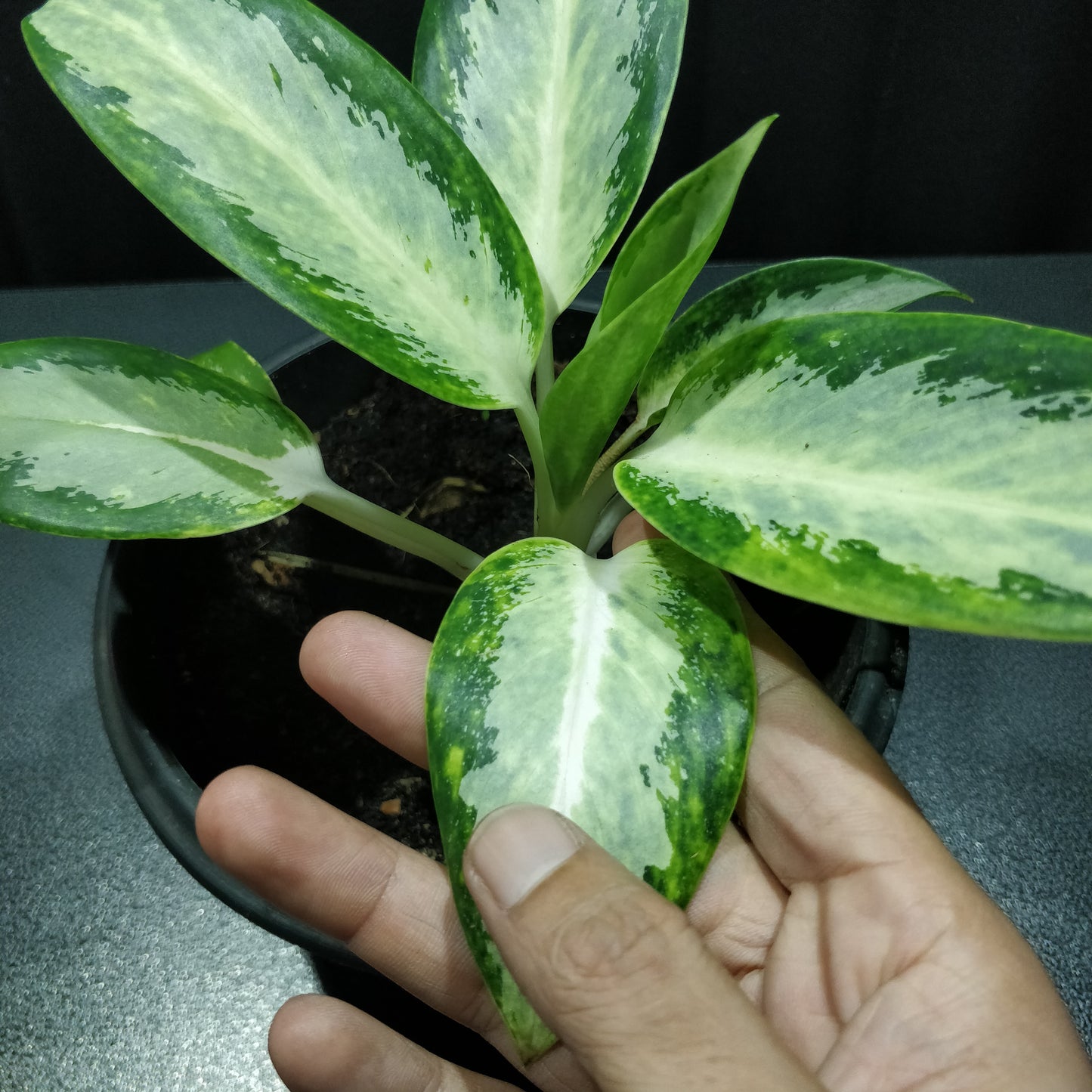 Aglaonema Silver Bay