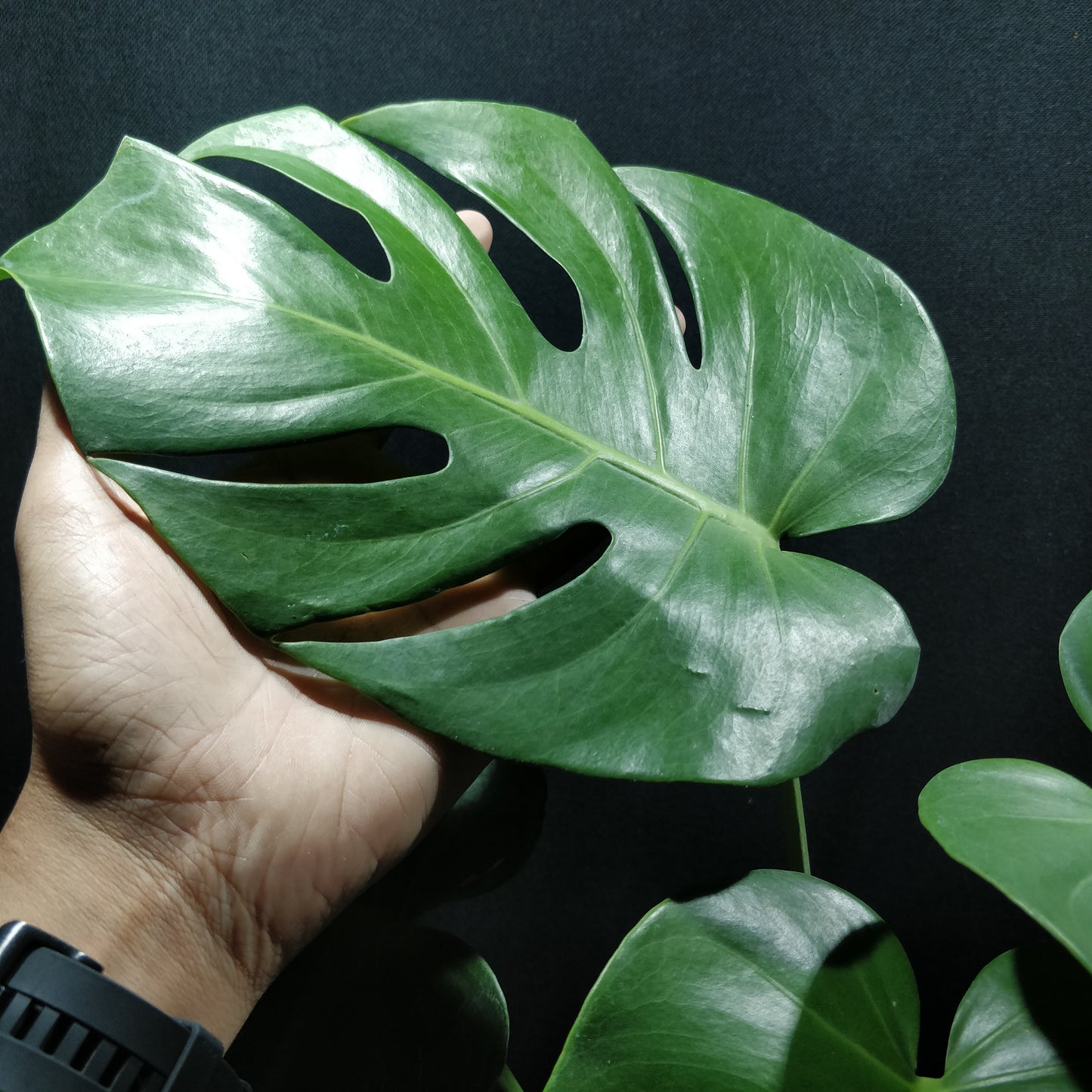 Monstera Deliciosa - Swiss Cheese Plant