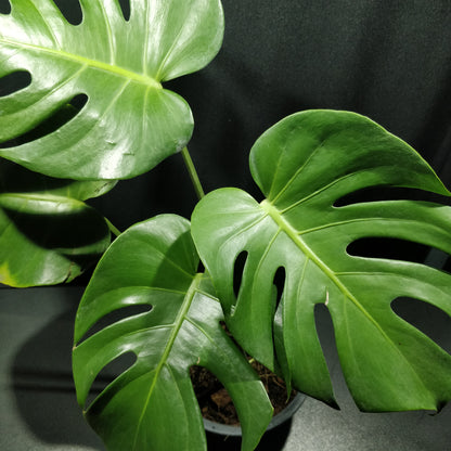 Monstera Deliciosa - Swiss Cheese Plant