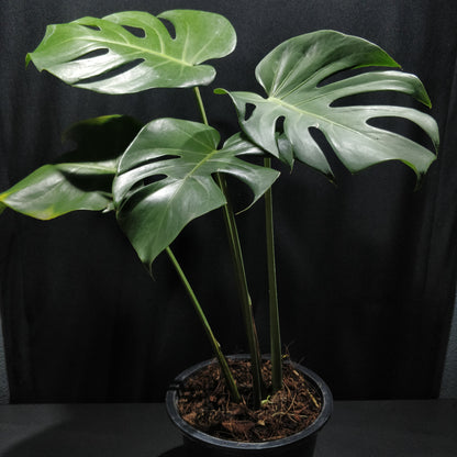 Monstera Deliciosa - Swiss Cheese Plant