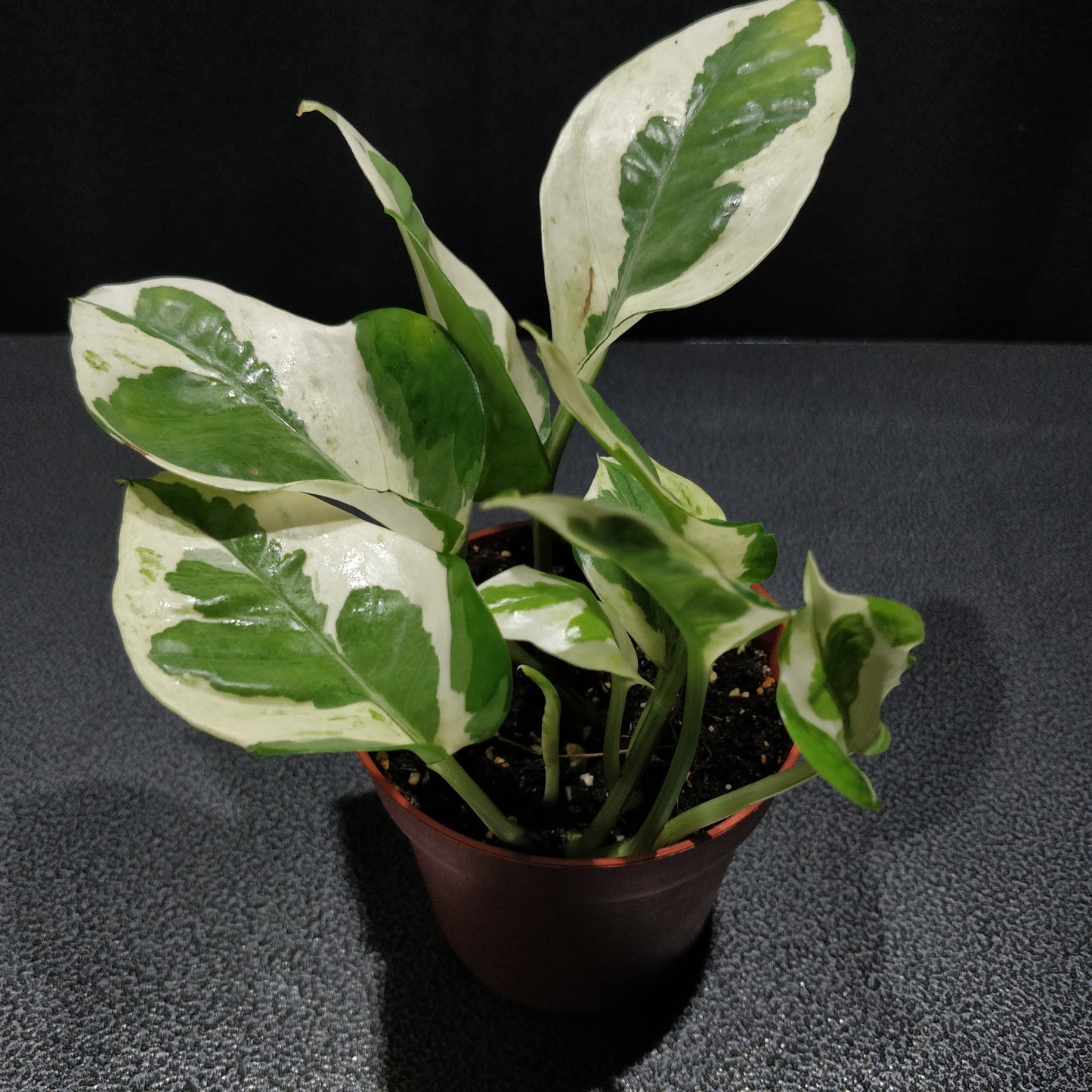 Pothos N'Joy - Epipremnum Aureum