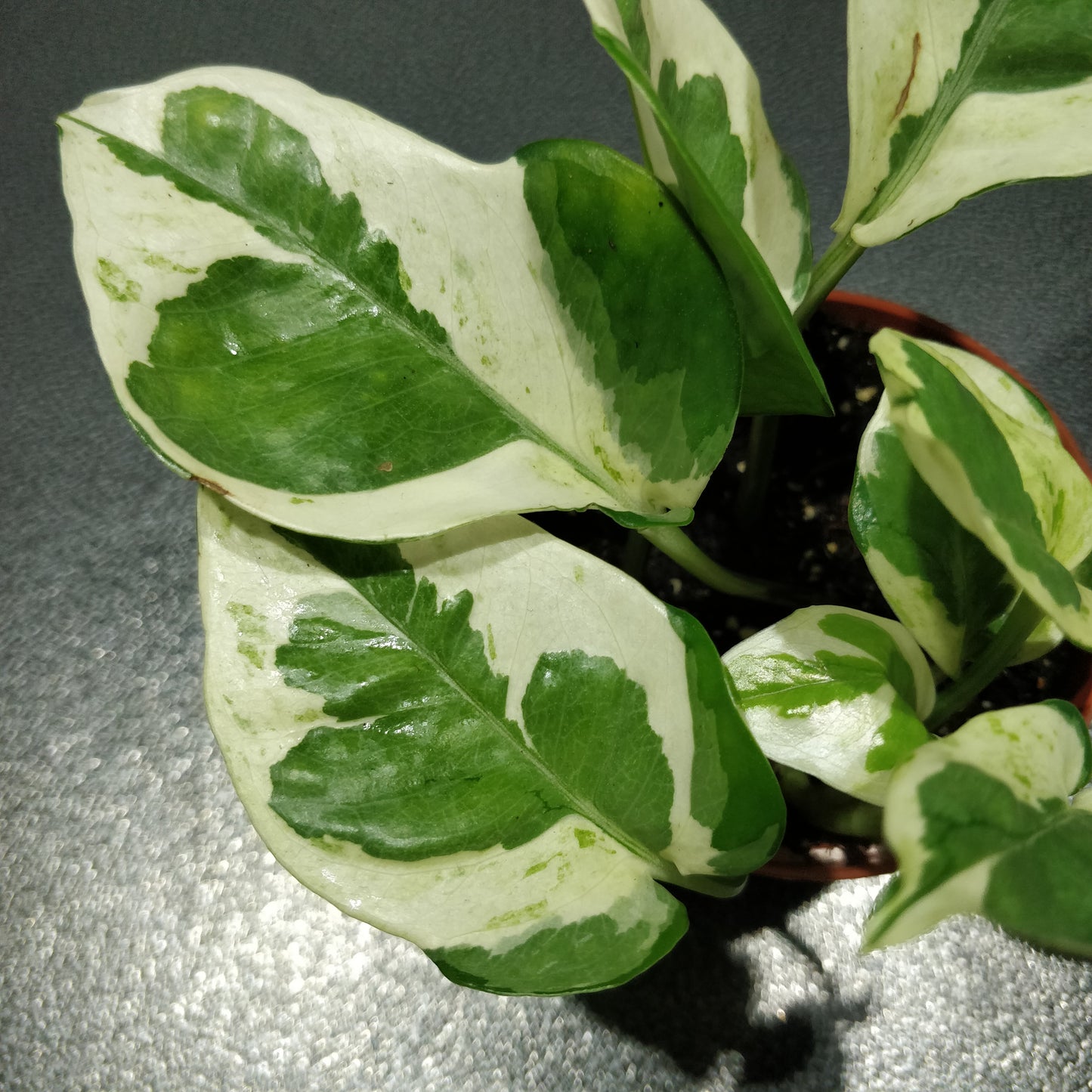 Pothos N'Joy - Epipremnum Aureum