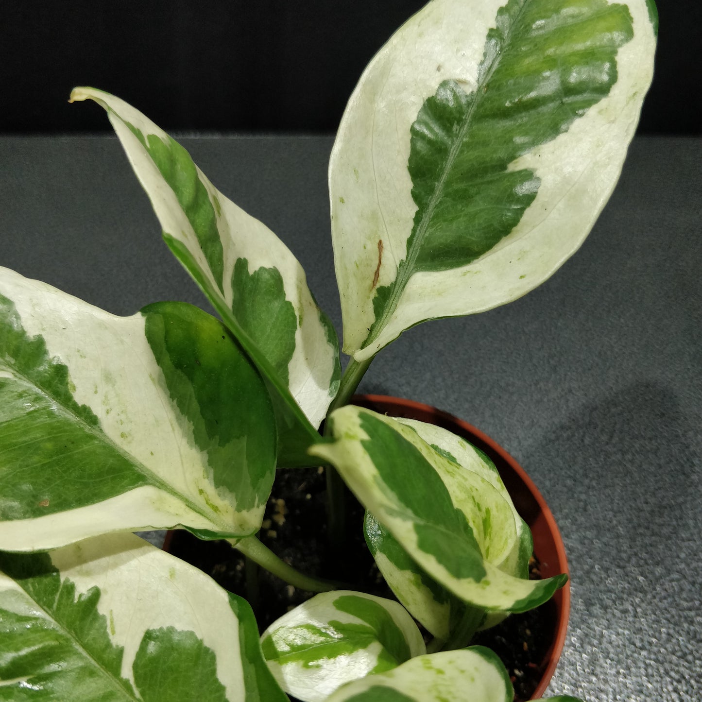 Pothos N'Joy - Epipremnum Aureum