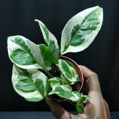 Pothos N'Joy - Epipremnum Aureum