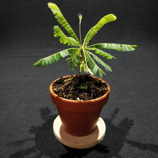 Biophytum Sensitivum - Little Tree Plant