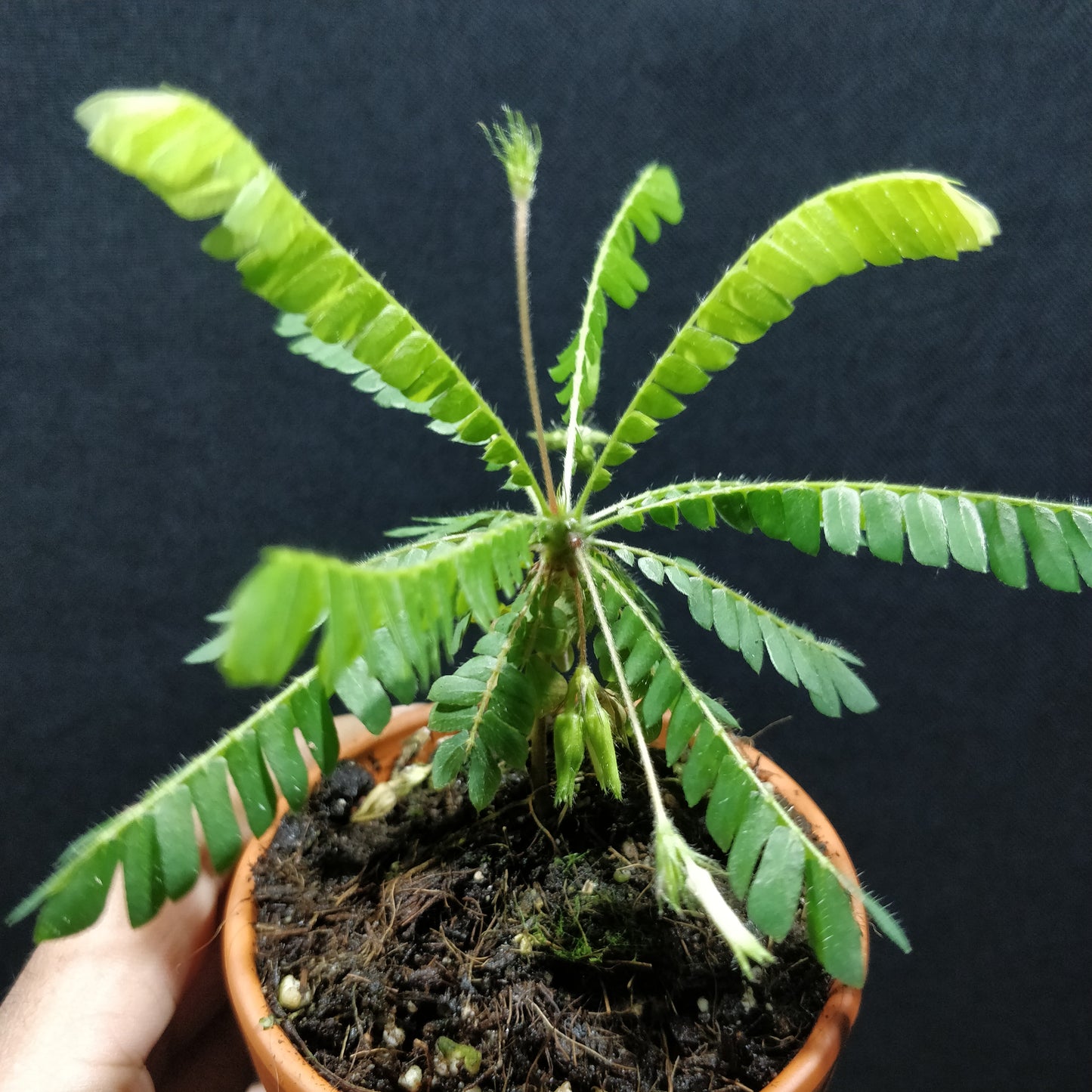 Biophytum Sensitivum - Little Tree Plant