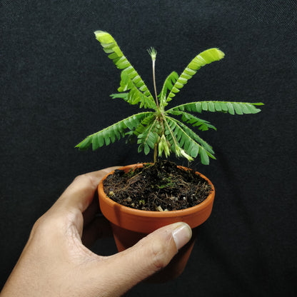 Biophytum Sensitivum - Little Tree Plant