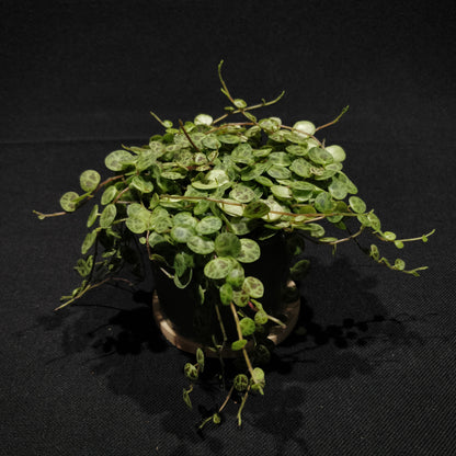 String of Turtles - Peperomia Prostrata