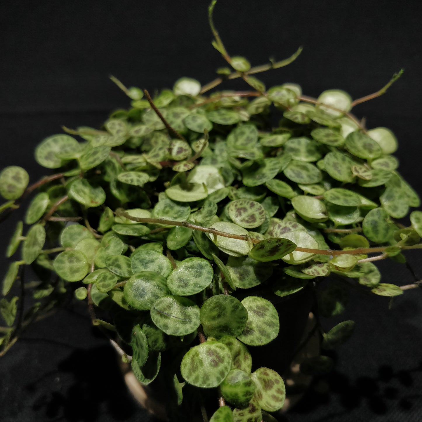 String of Turtles - Peperomia Prostrata