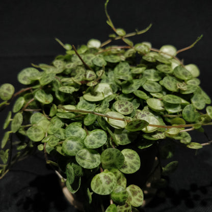 String of Turtles - Peperomia Prostrata