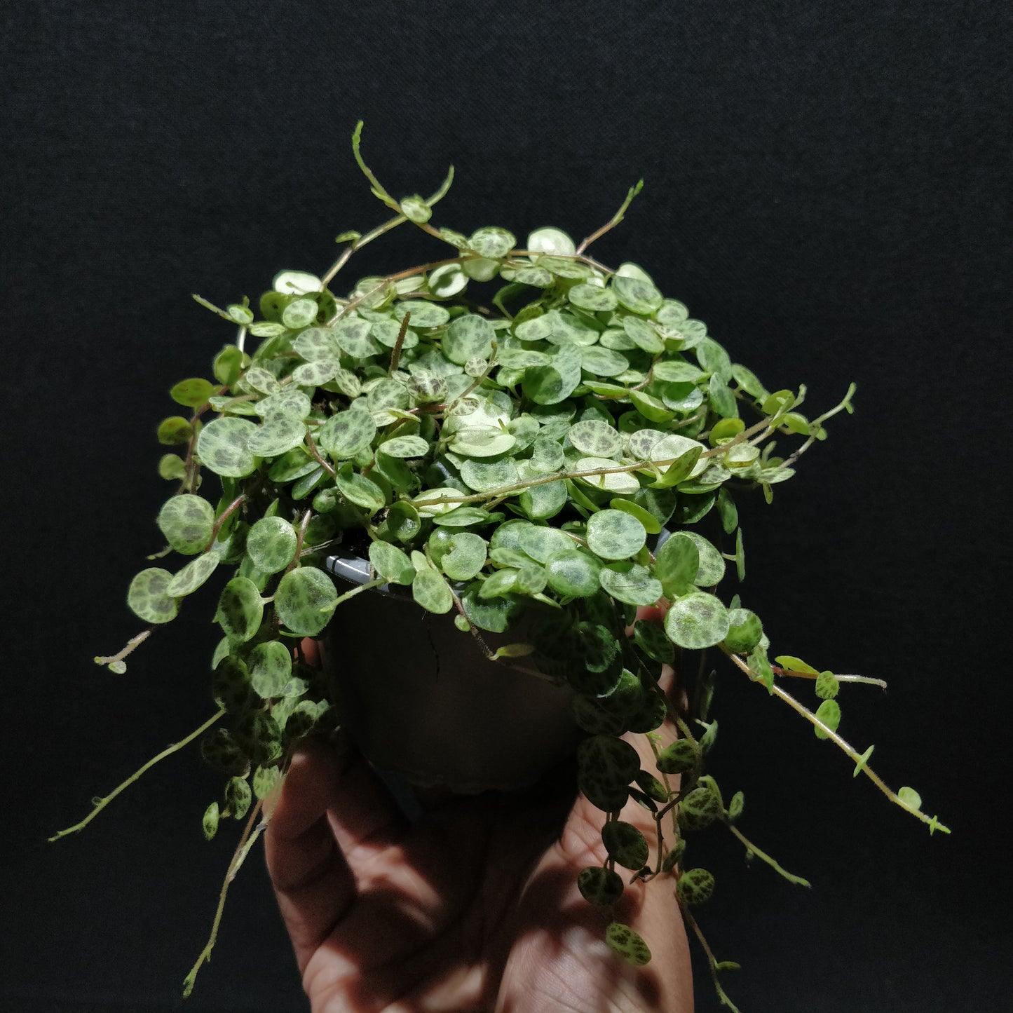 String of Turtles - Peperomia Prostrata