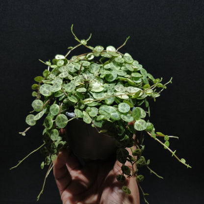 String of Turtles - Peperomia Prostrata