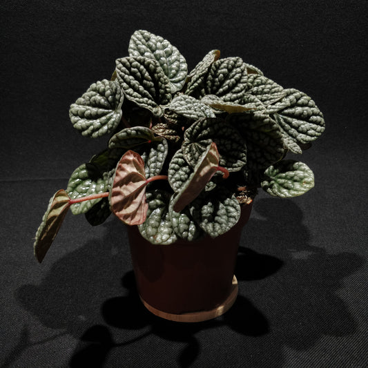 Peperomia Caperata 'Burbella'