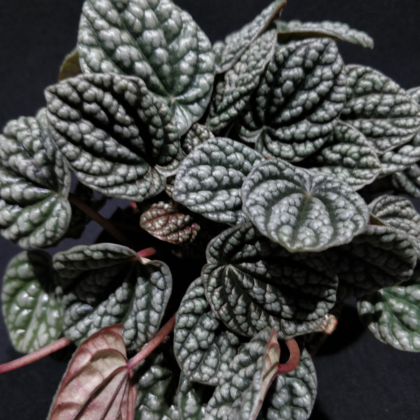 Peperomia Caperata 'Burbella'