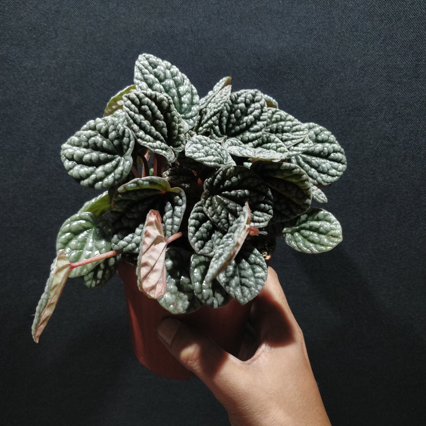 Peperomia Caperata 'Burbella'