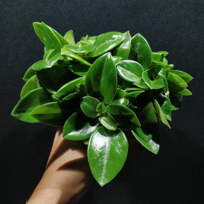 Peperomia Pixie - Peperomia Orba