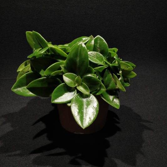 Peperomia Pixie - Peperomia Orba