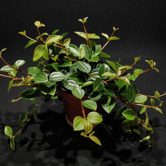 Dark Green Beetle Radiator Plant - Peperomia Angulata ‘Rocca Scuro’