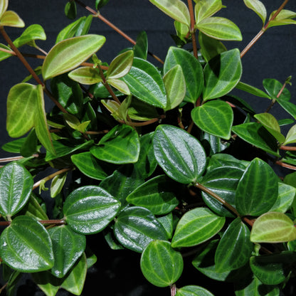 Dark Green Beetle Radiator Plant - Peperomia Angulata ‘Rocca Scuro’