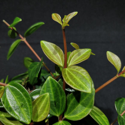 Dark Green Beetle Radiator Plant - Peperomia Angulata ‘Rocca Scuro’