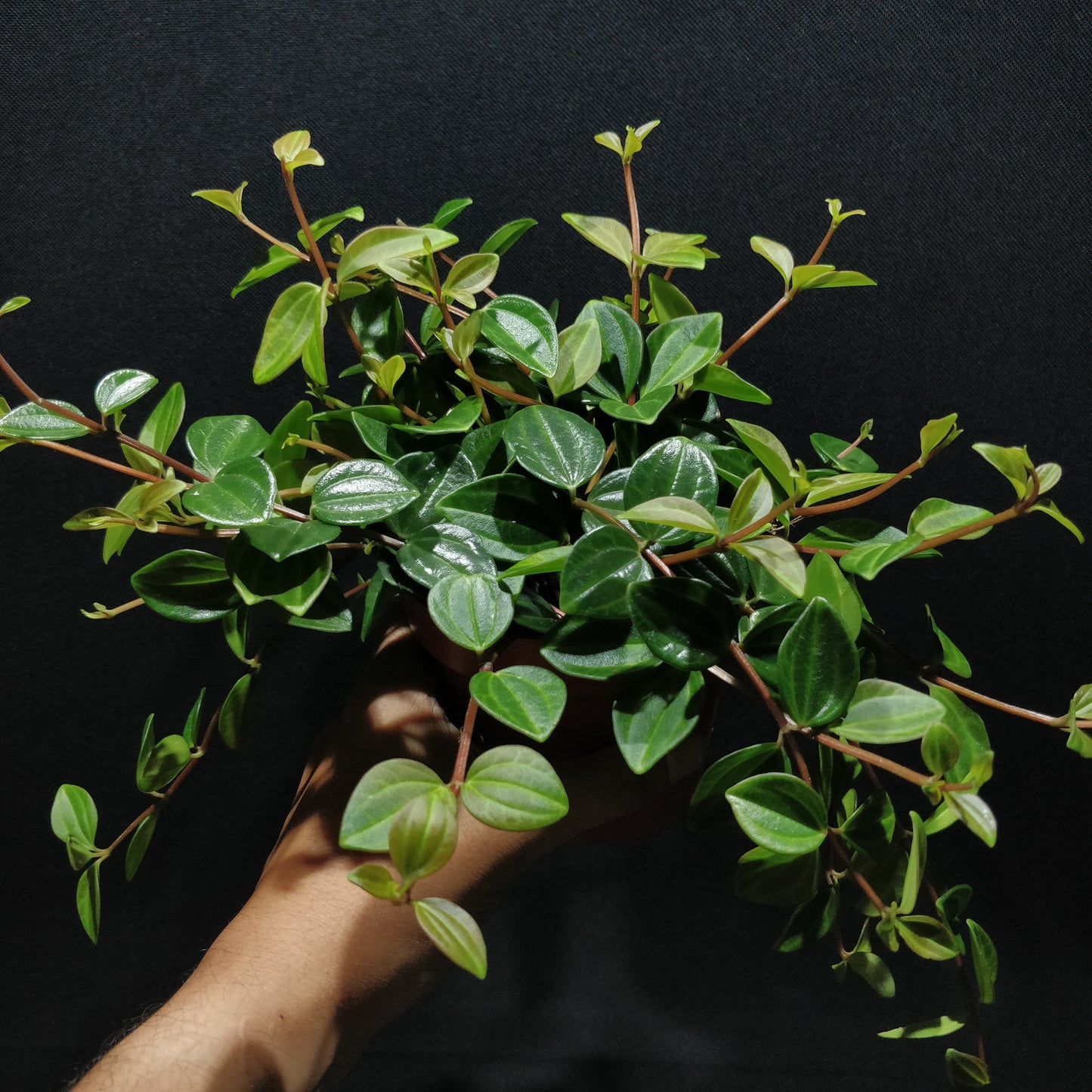 Dark Green Beetle Radiator Plant - Peperomia Angulata ‘Rocca Scuro’