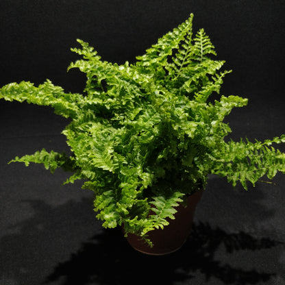 Sword Fern - Nephrolepis Exaltata “Vitale”