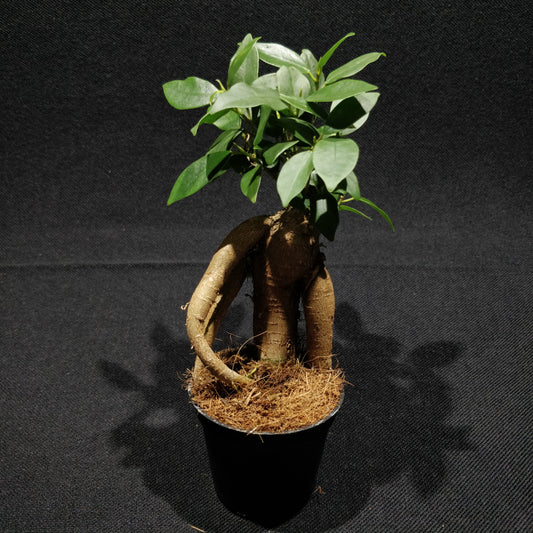 Ficus Microcarpa Ginseng Bonsai (Small) - Curtain Fig / Chinese Banyan