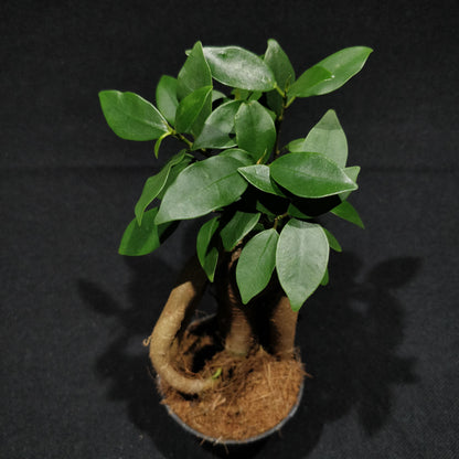 Ficus Microcarpa Ginseng Bonsai (Small) - Curtain Fig / Chinese Banyan