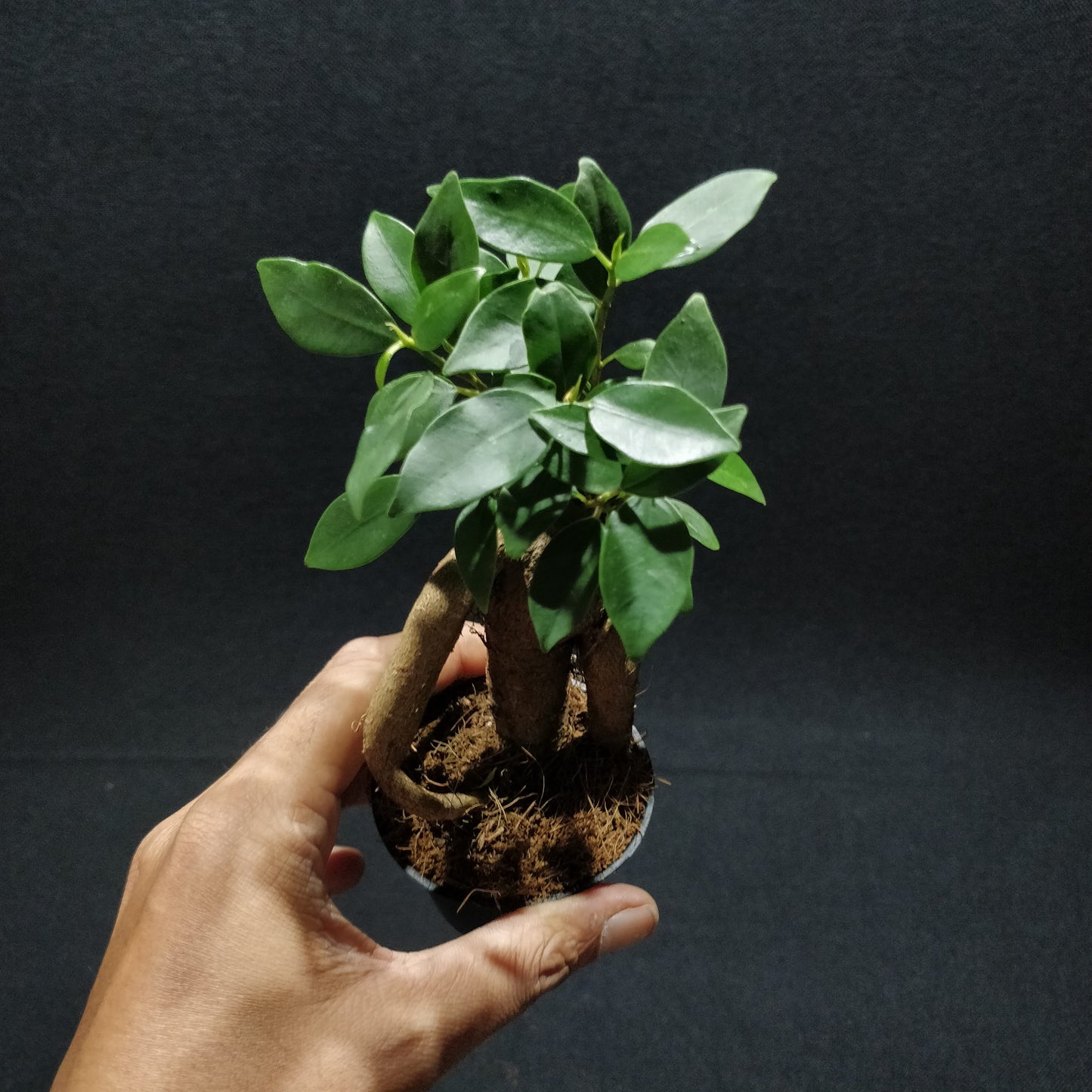 Ficus Microcarpa Ginseng Bonsai (Small) - Curtain Fig / Chinese Banyan