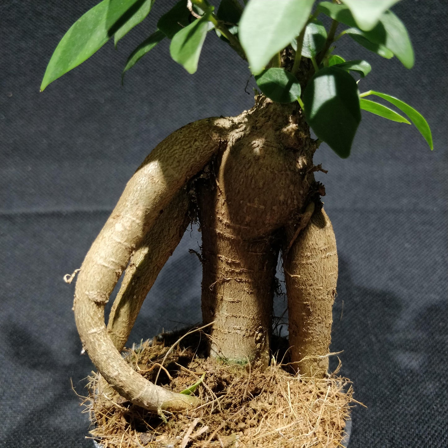 Ficus Microcarpa Ginseng Bonsai (Small) - Curtain Fig / Chinese Banyan